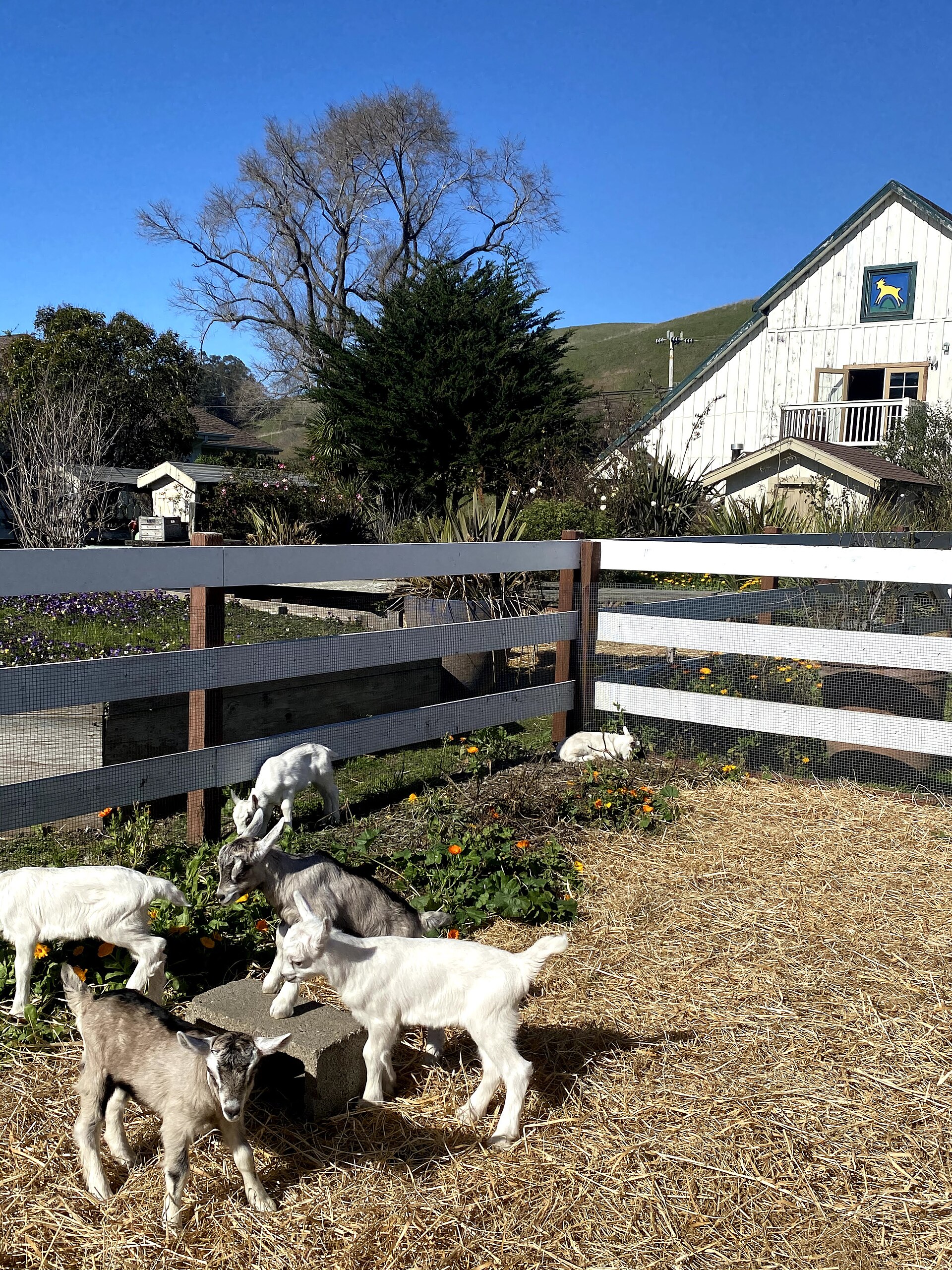 Young goats grazing in a sunny farm paddock